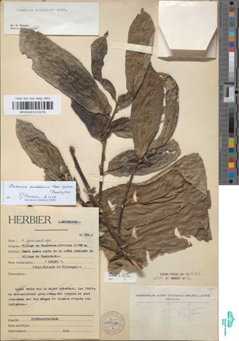 Casearia michelsonii photo 3