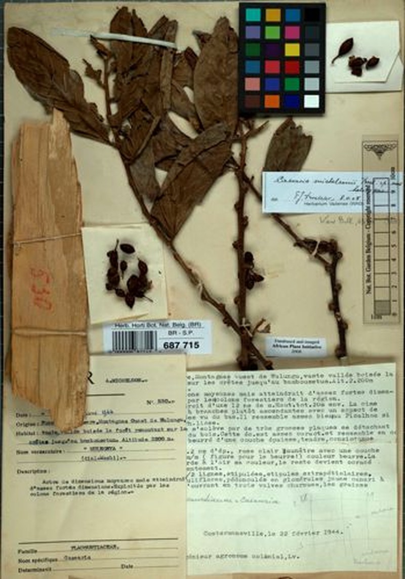 Casearia michelsonii photo 4