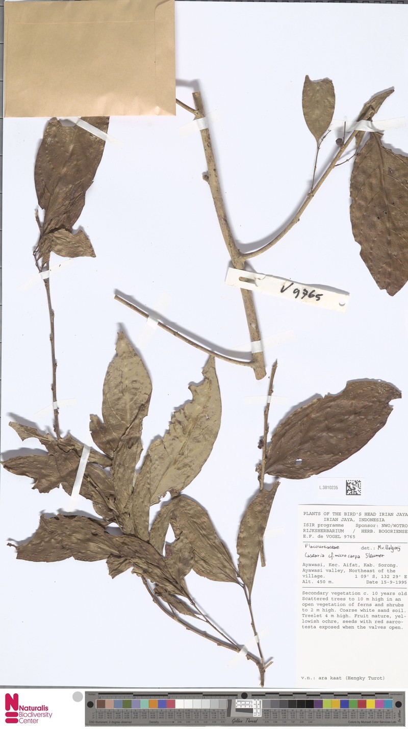 Casearia microcarpa