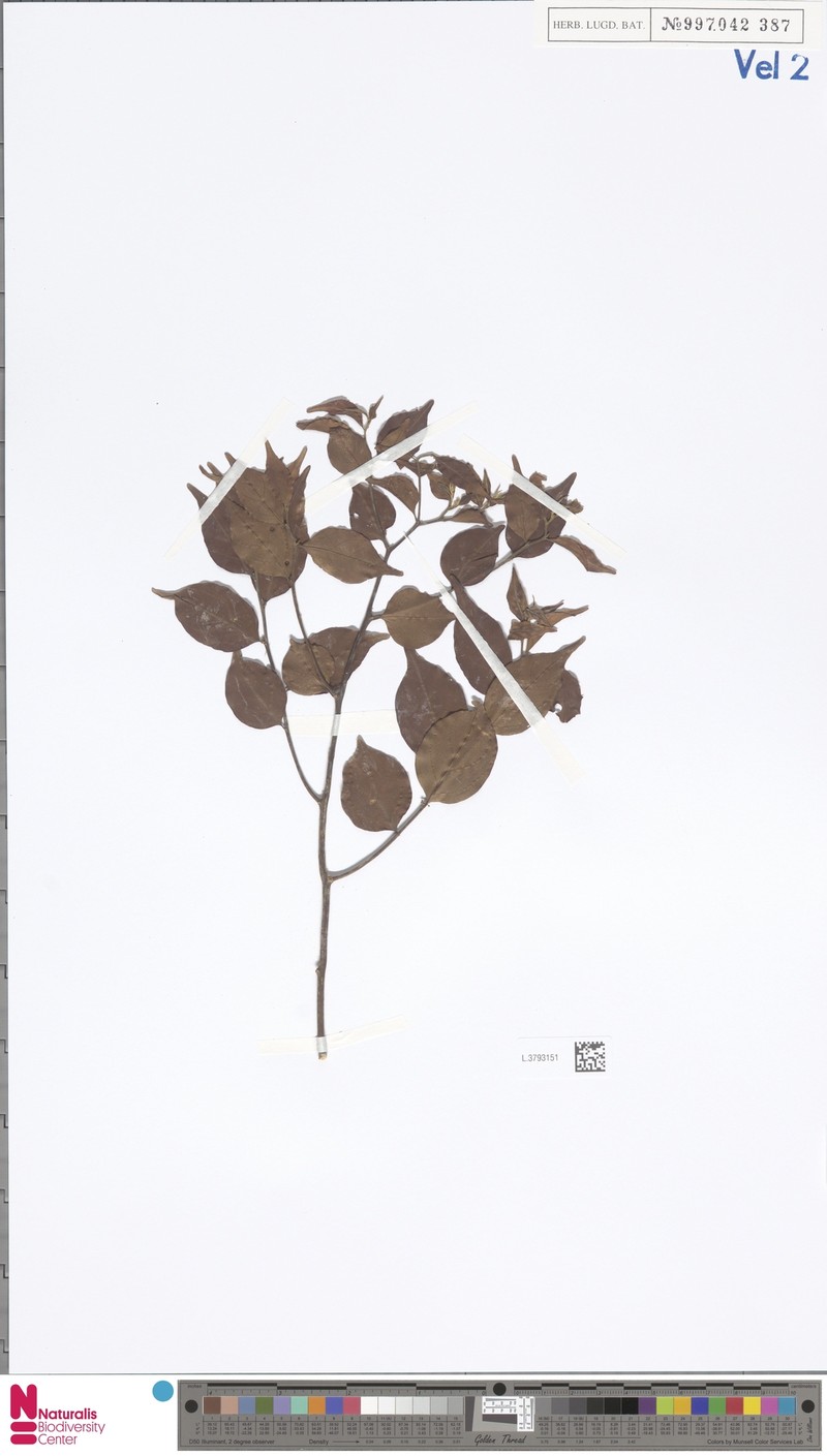 Casearia microcarpa photo 2