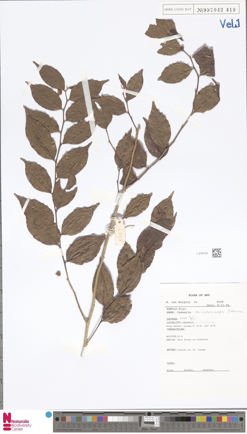Casearia microcarpa photo 3