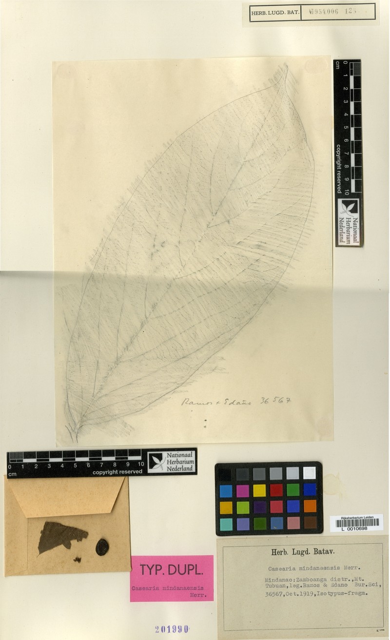 Casearia mindanaensis
