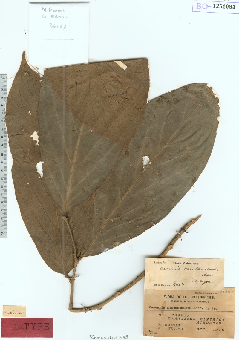 Casearia mindanaensis photo 2