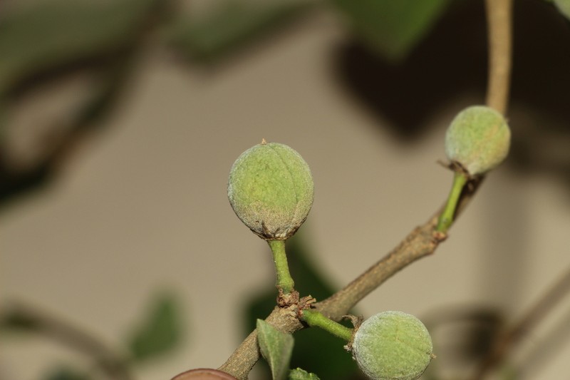 Casearia mollis