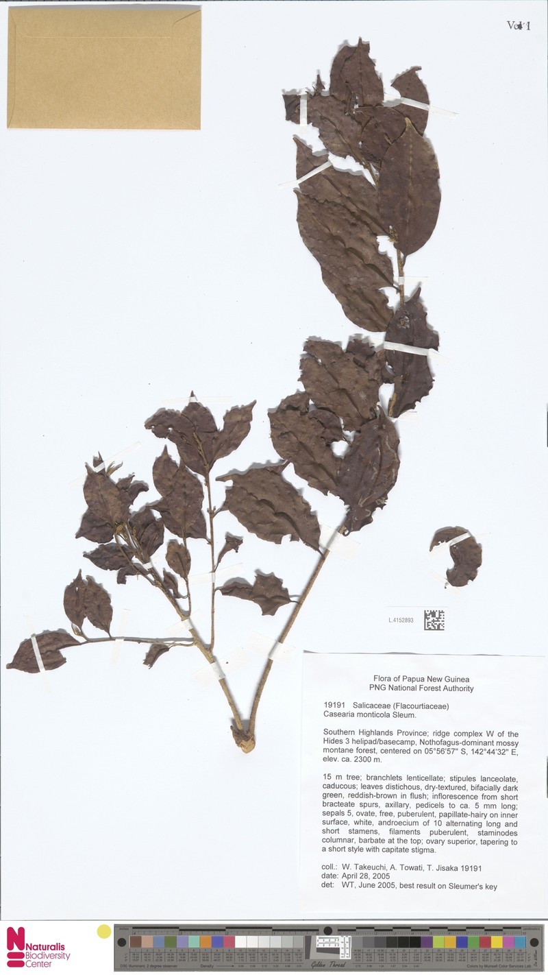 Casearia monticola