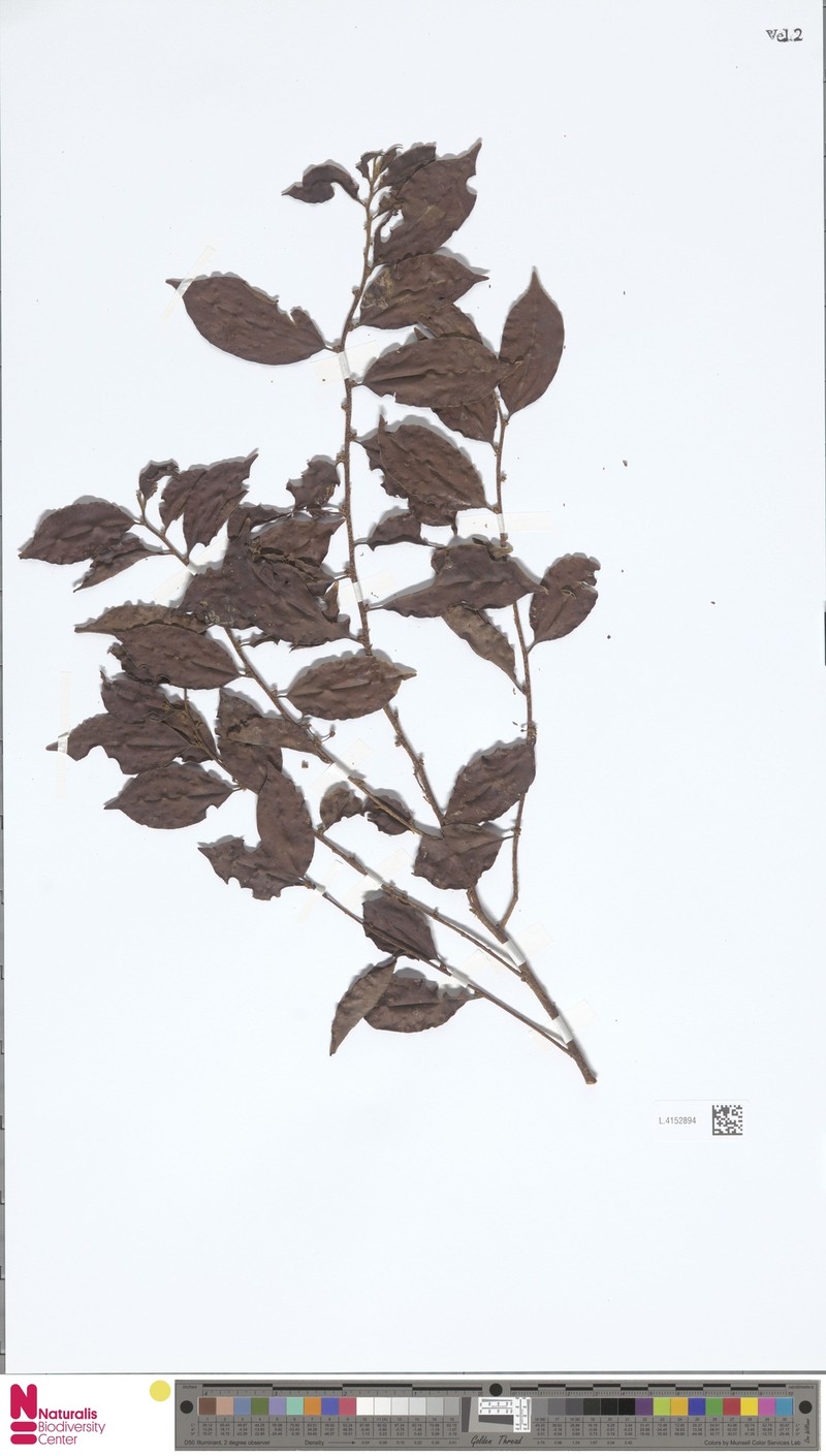 Casearia monticola photo 2