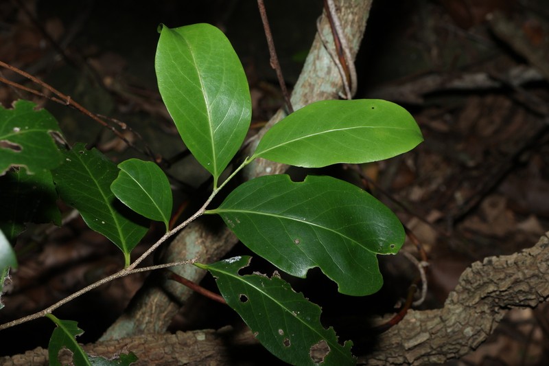 Casearia multinervosa