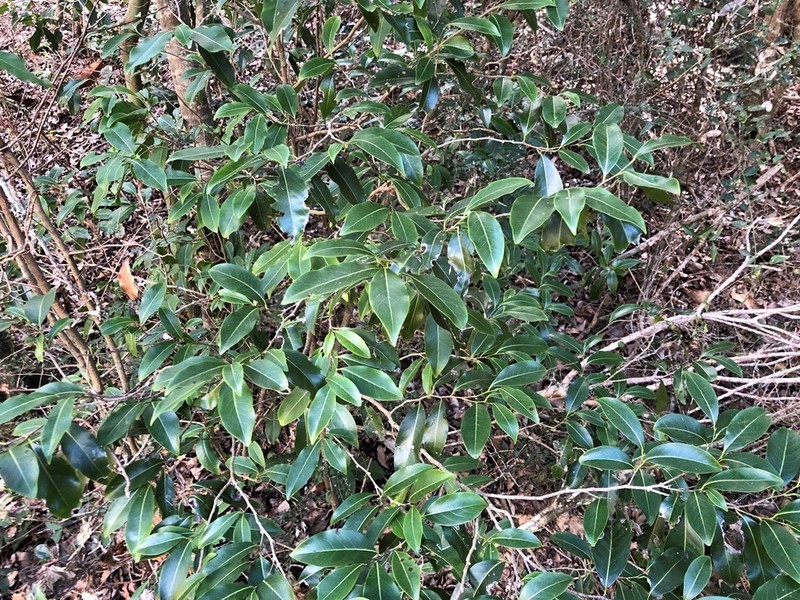 Casearia multinervosa photo 2