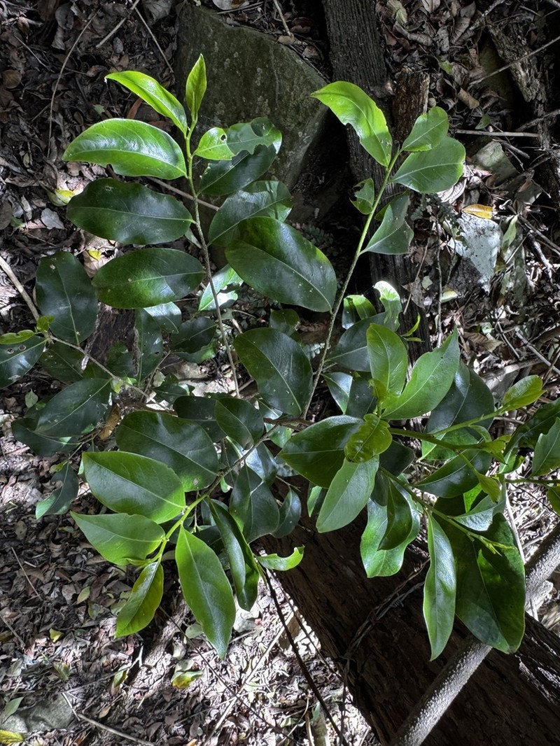 Casearia multinervosa photo 8