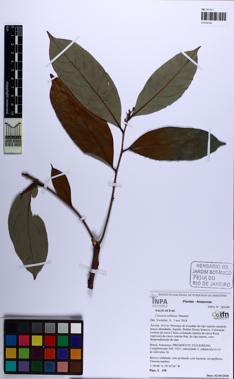 Casearia neblinae