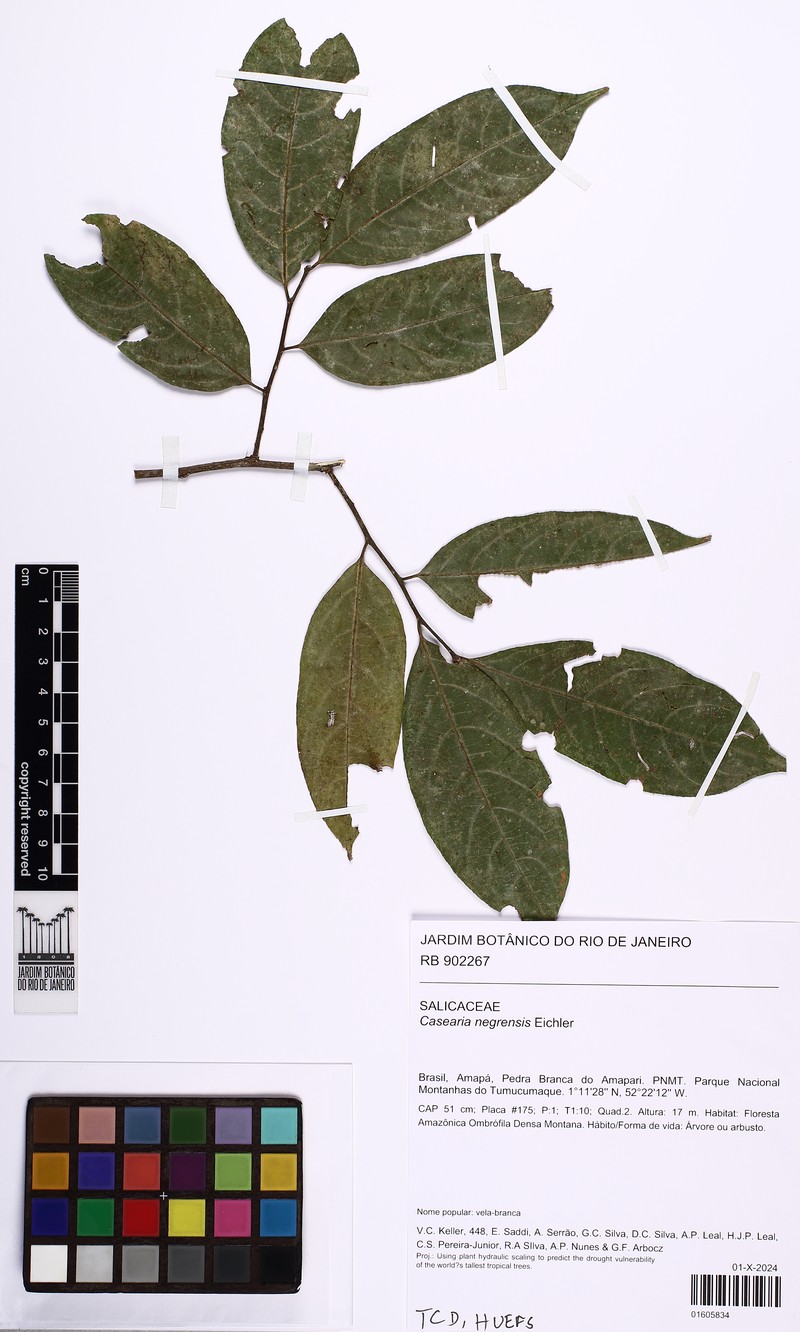 Casearia negrensis