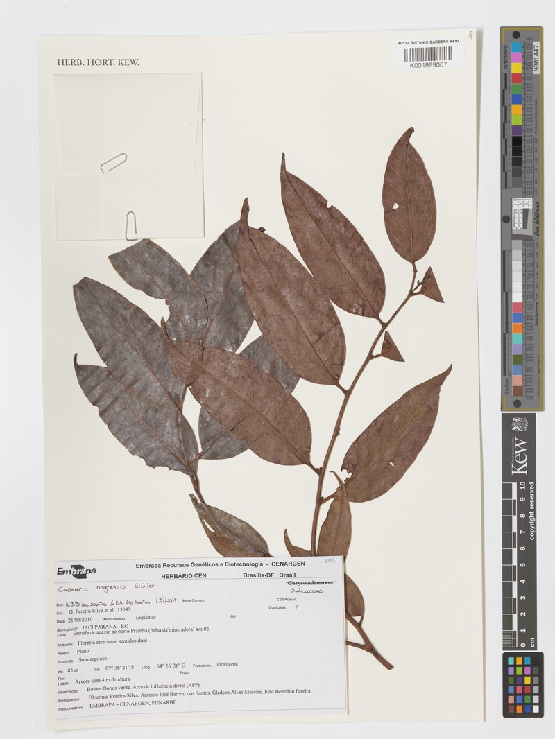 Casearia negrensis photo 2