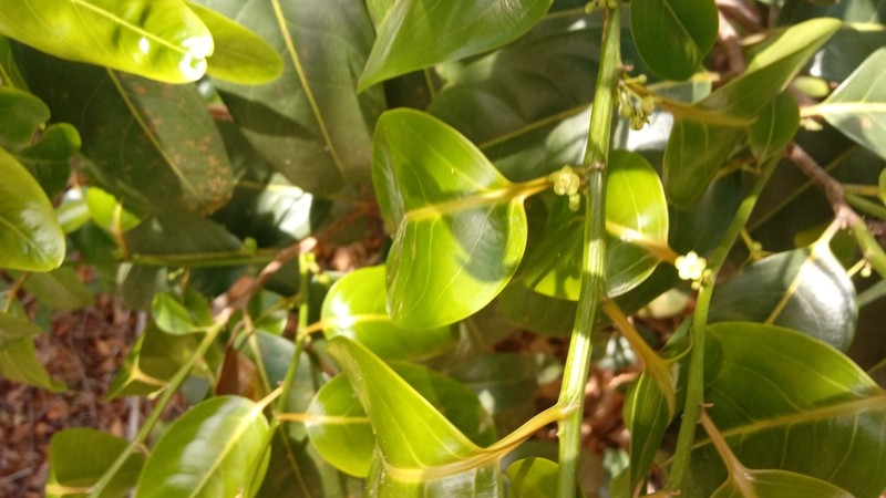 Casearia nigrescens