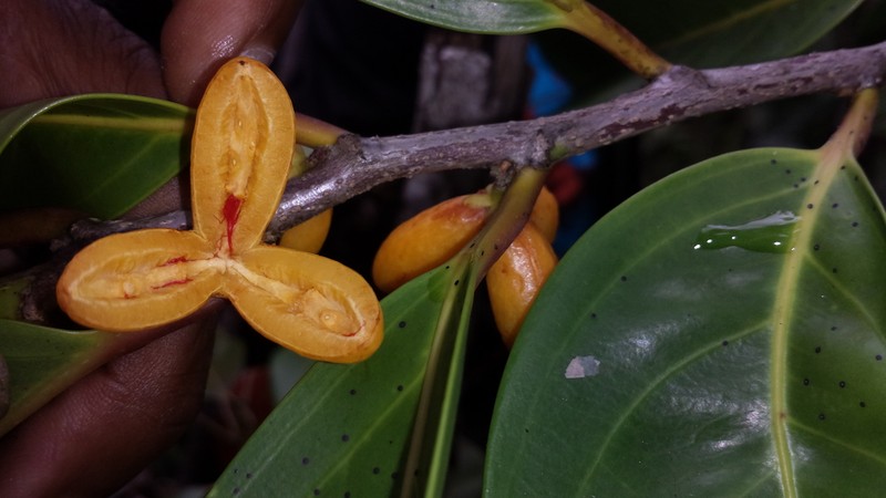 Casearia nigrescens photo 6