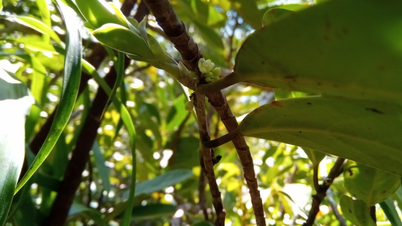Casearia nigrescens photo 8