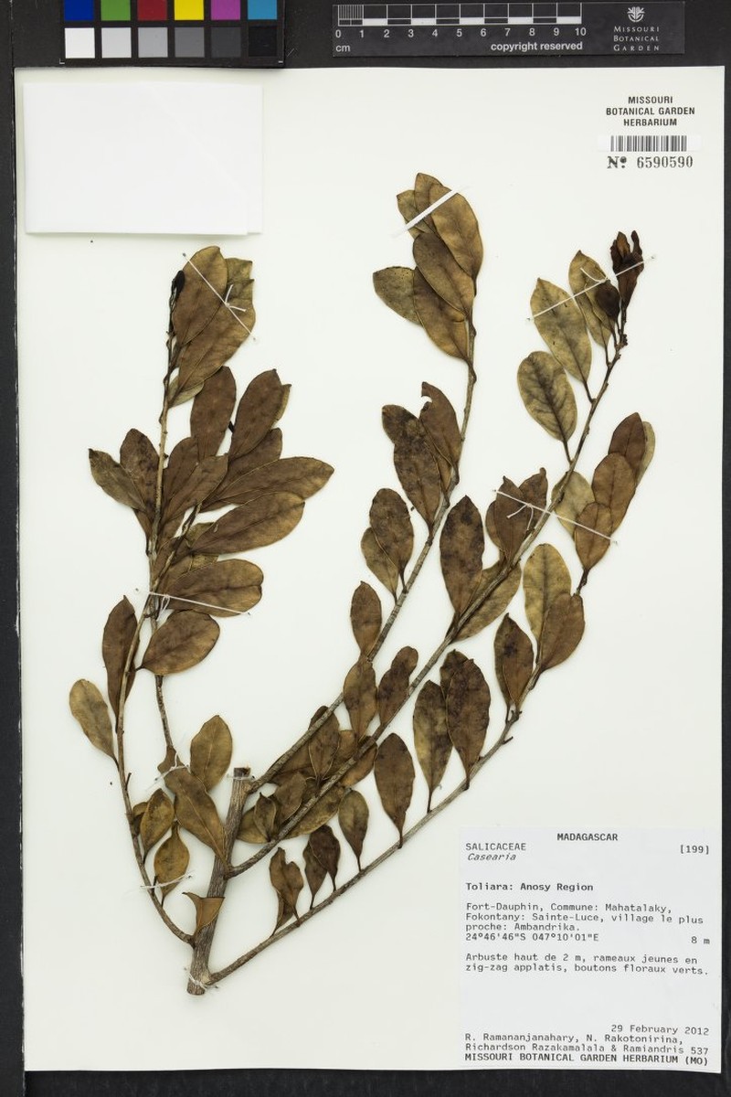 Casearia nigrescens var. nigrescens