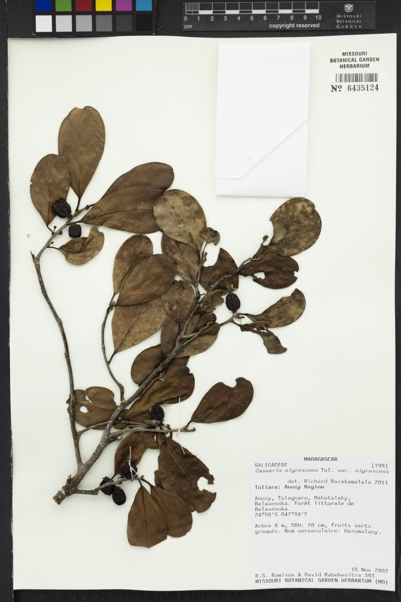Casearia nigrescens var. nigrescens photo 2