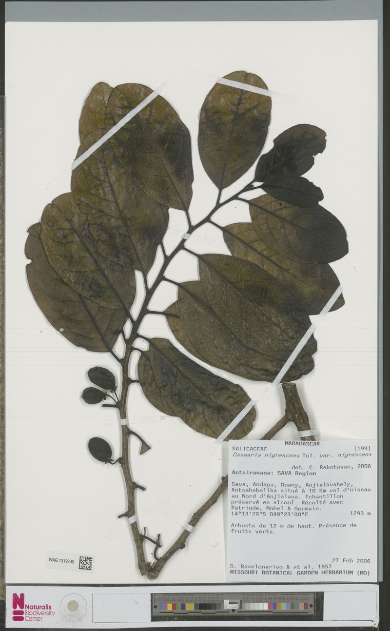 Casearia nigrescens var. nigrescens photo 3