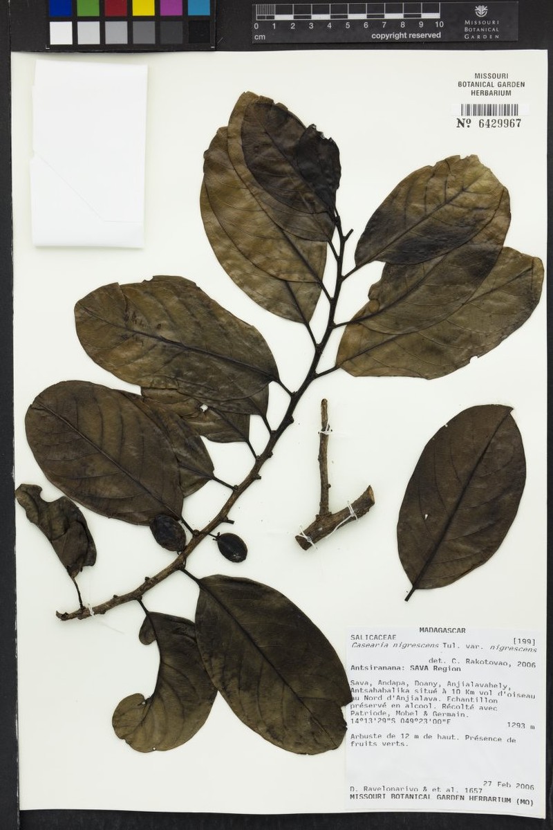 Casearia nigrescens var. nigrescens photo 4