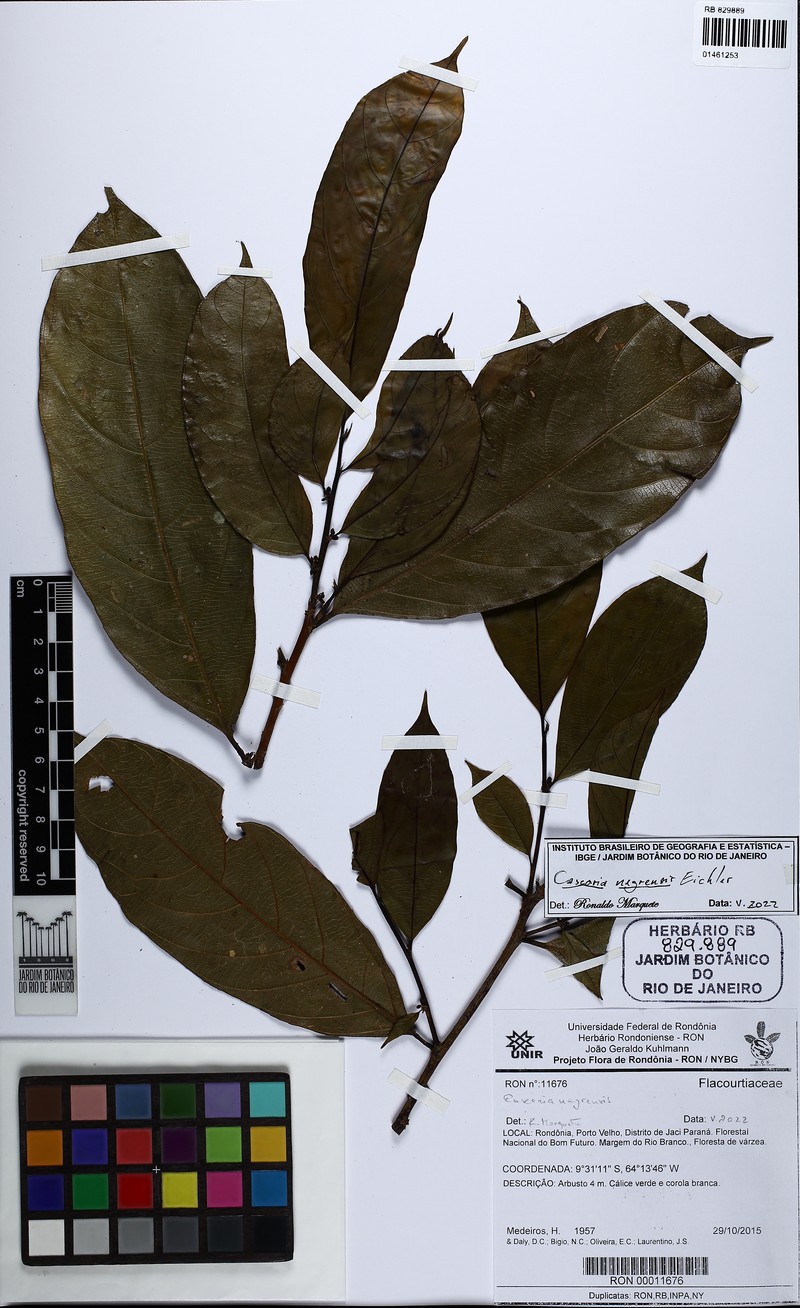Casearia nigricans