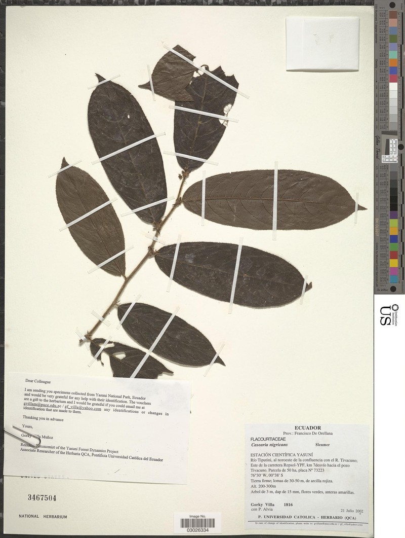 Casearia nigricans photo 2