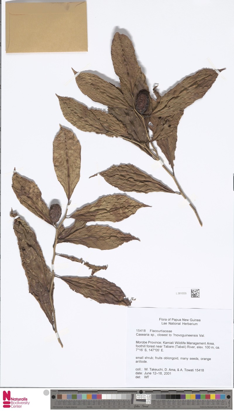 Casearia novoguineensis