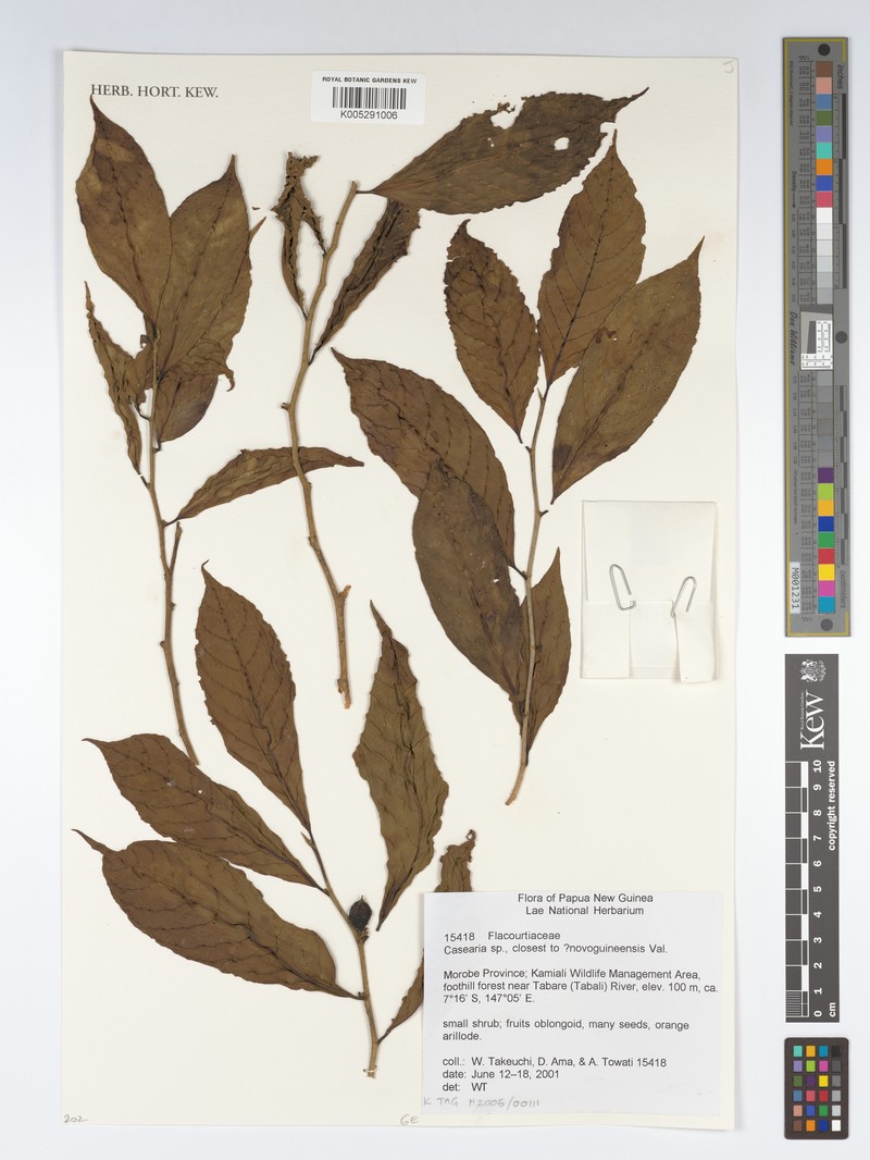 Casearia novoguineensis photo 2