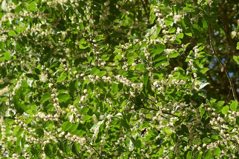 Casearia obliqua