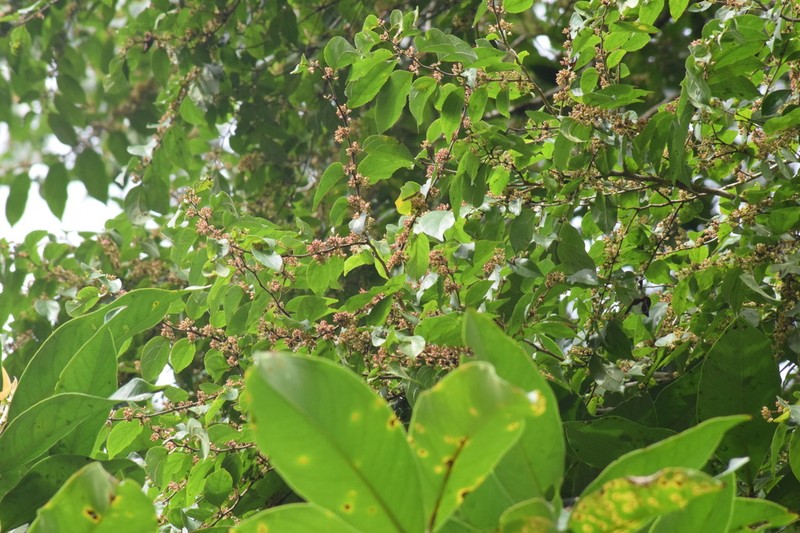Casearia obliqua photo 2