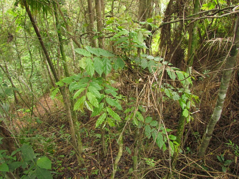 Casearia obliqua photo 3