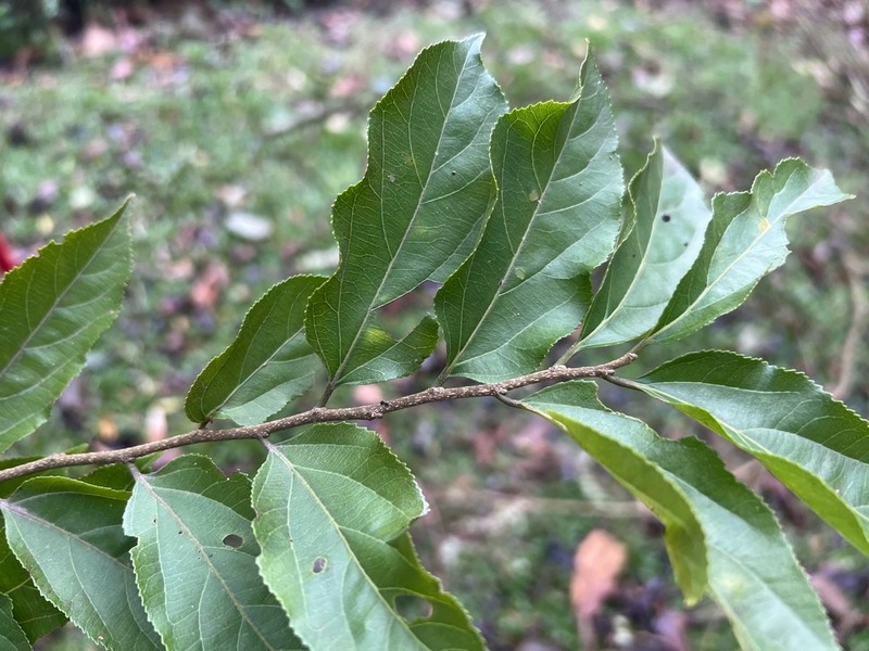 Casearia obliqua photo 4