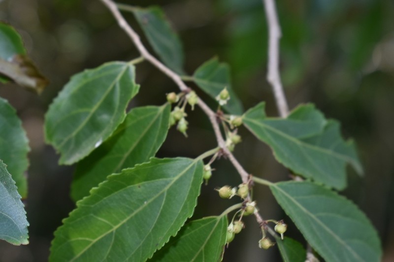 Casearia obliqua photo 5