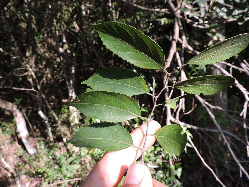 Casearia obliqua photo 6