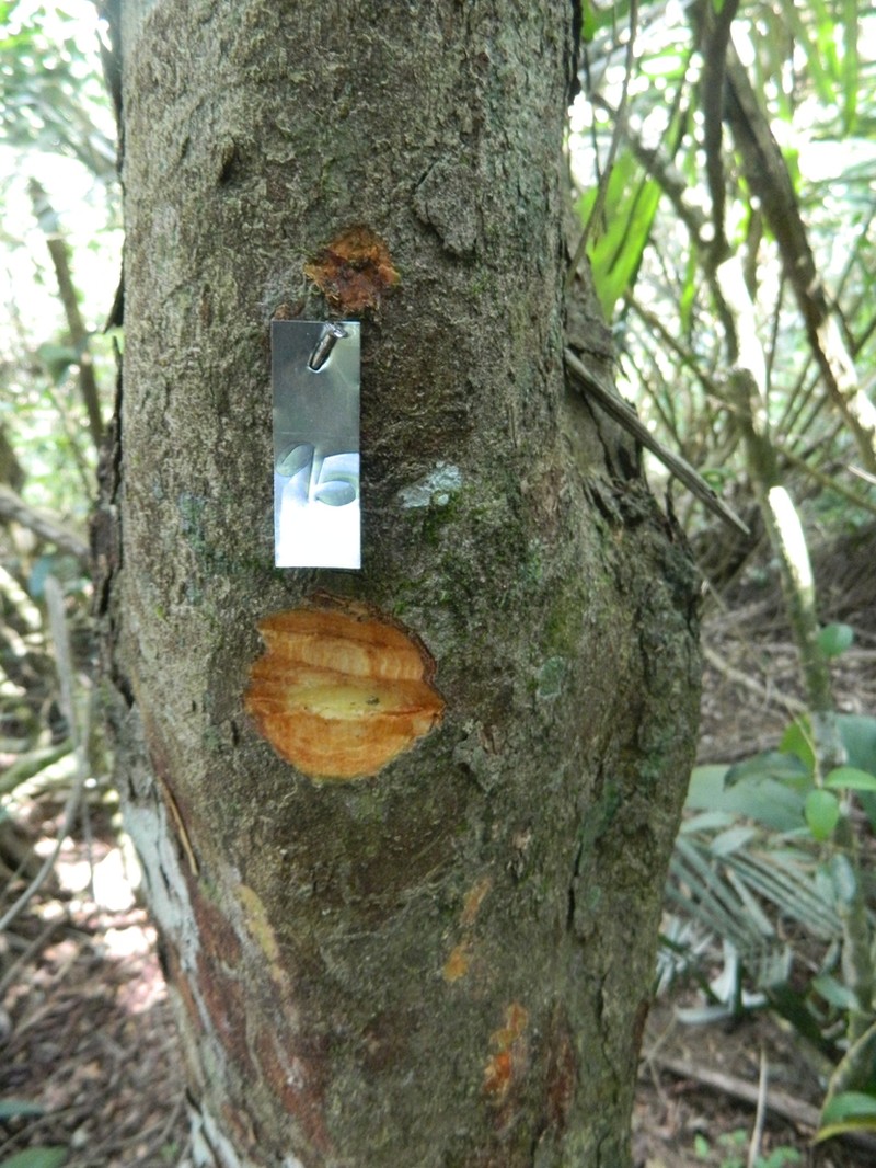Casearia obliqua photo 7