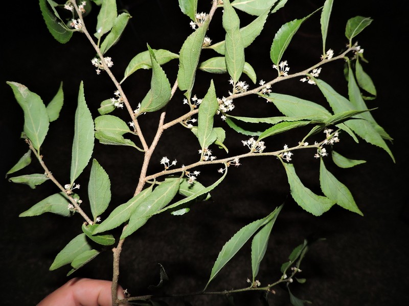 Casearia obliqua photo 8