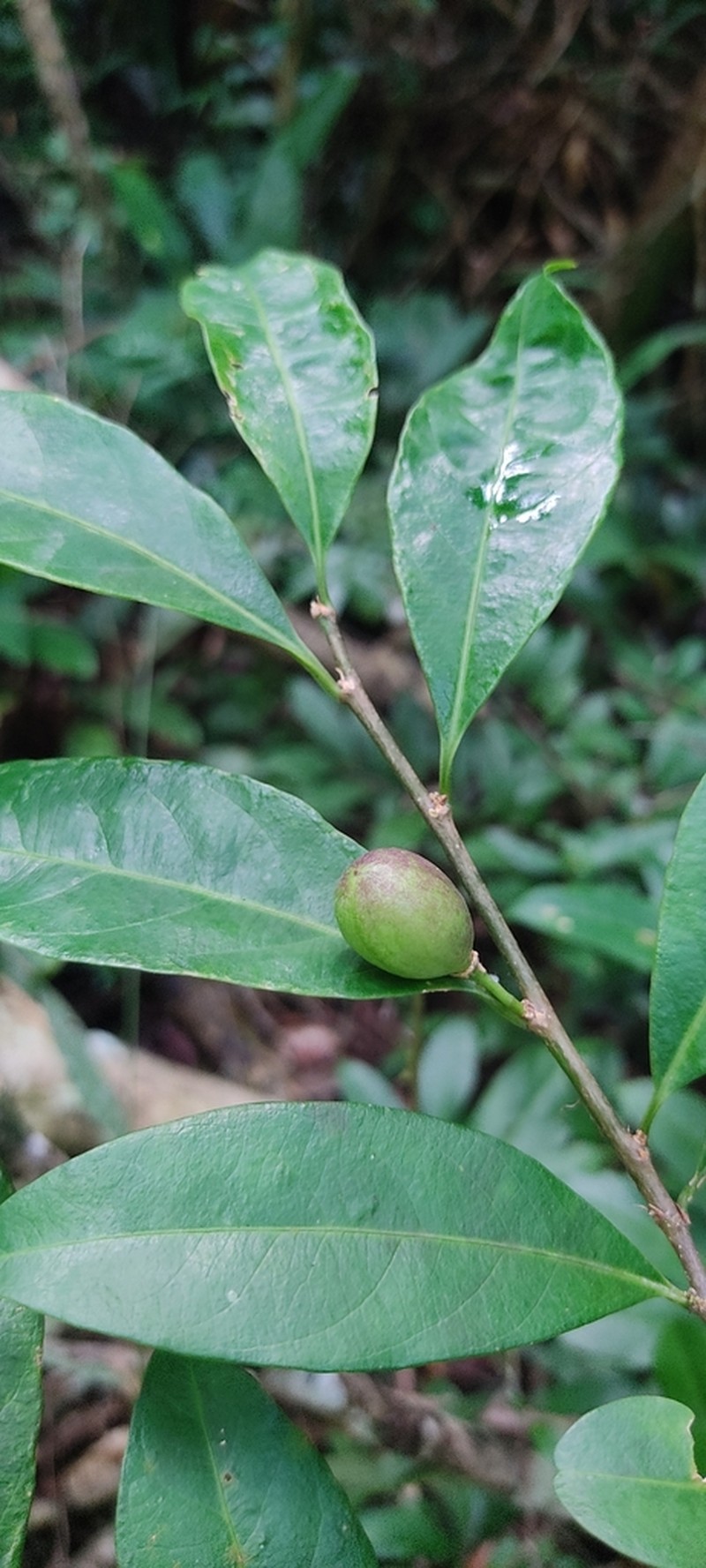 Casearia oblongifolia photo 2