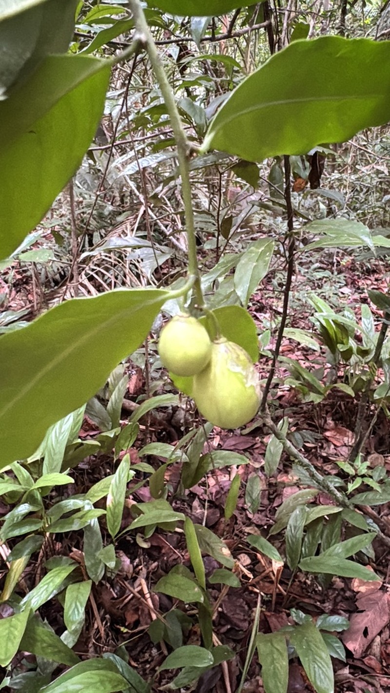 Casearia oblongifolia photo 3