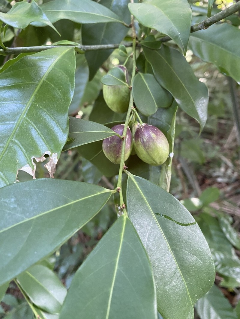 Casearia oblongifolia photo 4