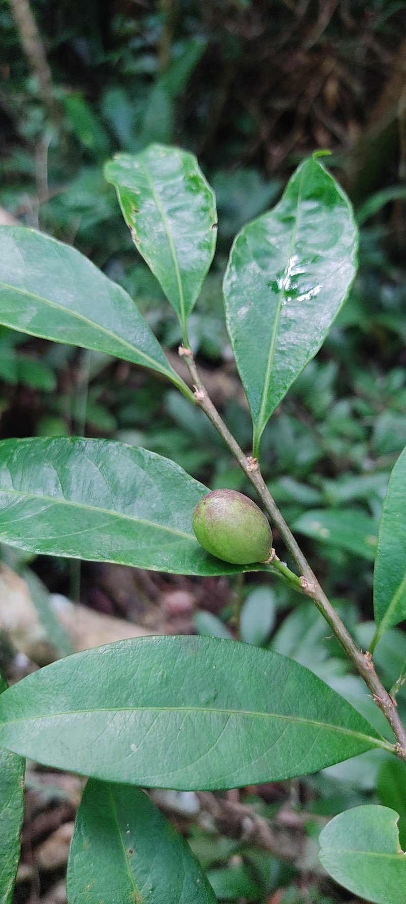 Casearia oblongifolia photo 6