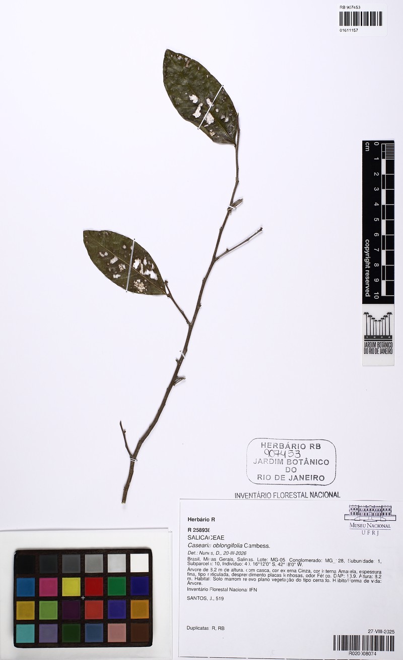 Casearia oblongifolia photo 7