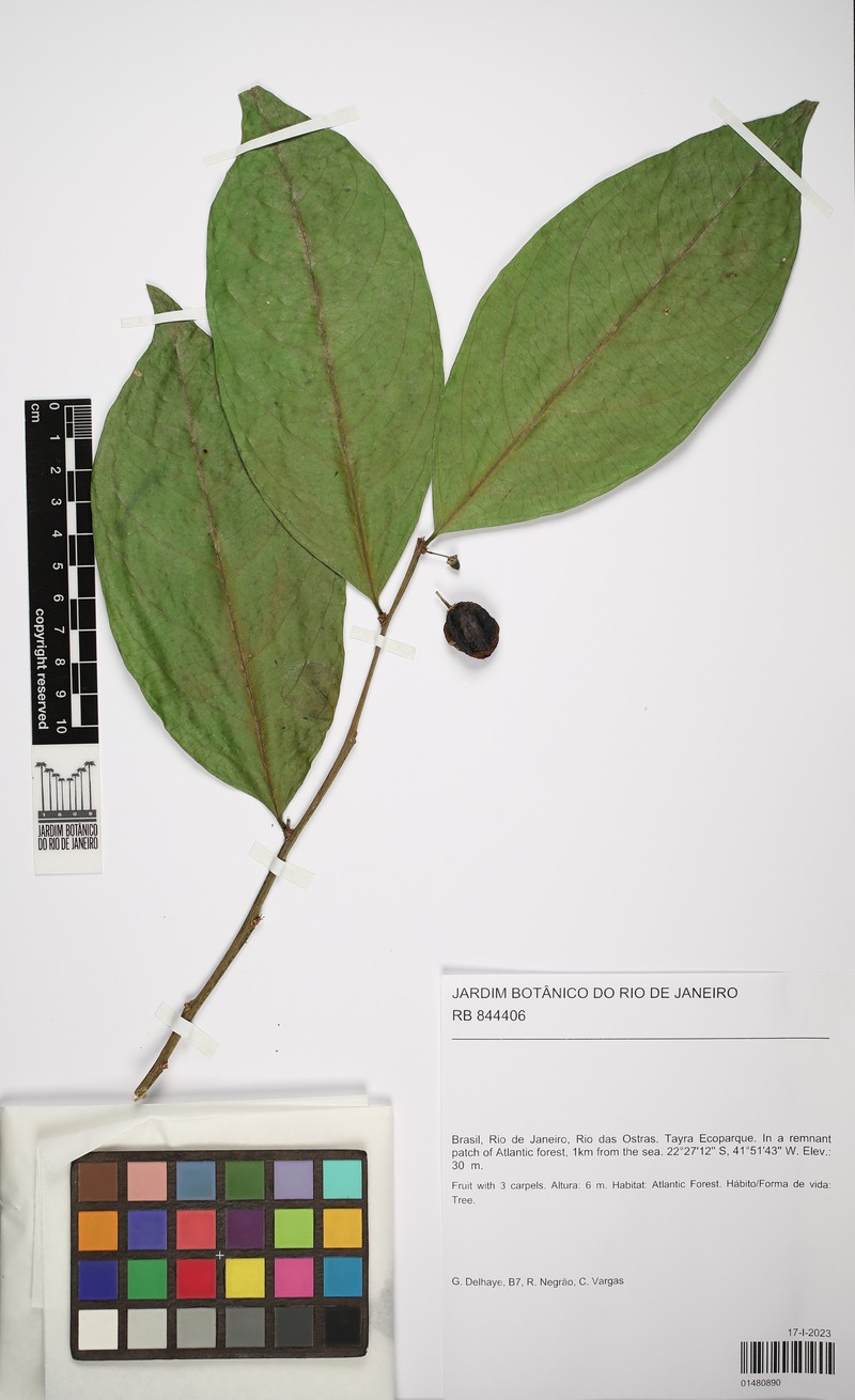 Casearia oblongifolia photo 8
