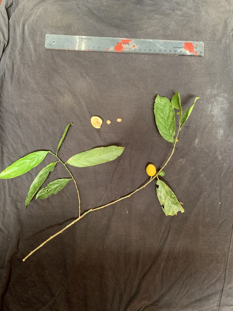 Casearia obovalis photo 2