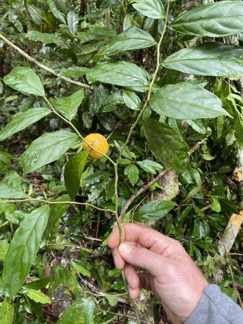 Casearia obovalis photo 3