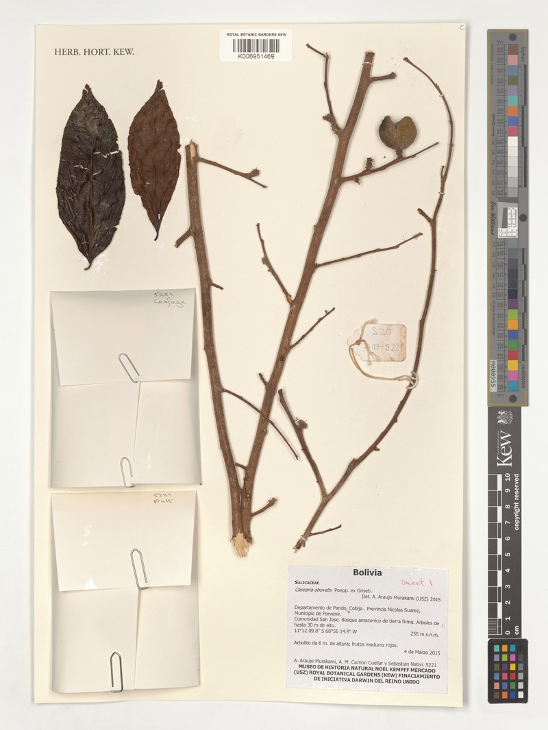 Casearia obovalis photo 4