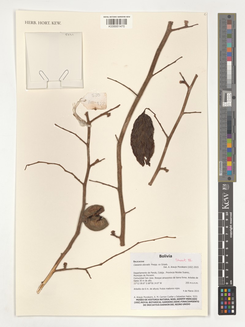 Casearia obovalis photo 5