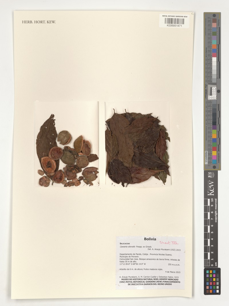 Casearia obovalis photo 6