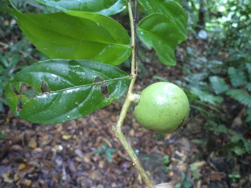 Casearia obovalis photo 7