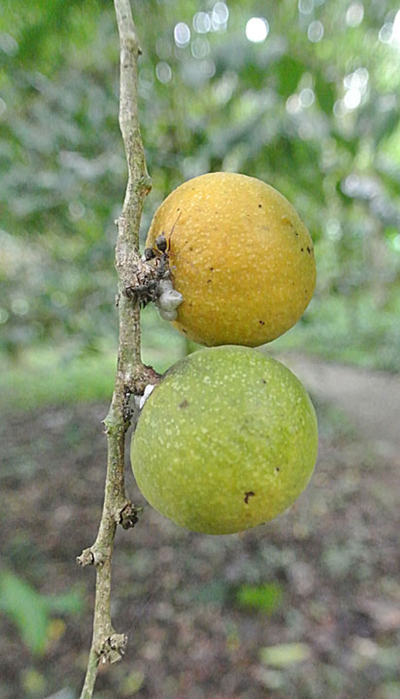 Casearia obovalis