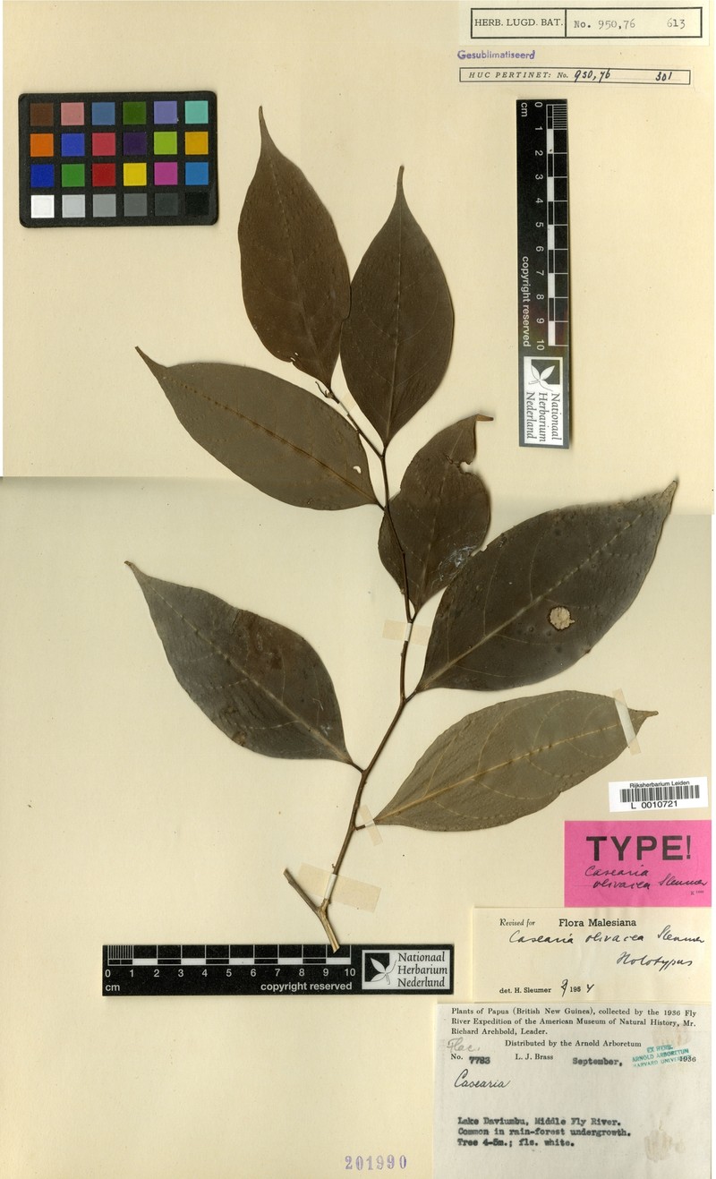 Casearia olivacea
