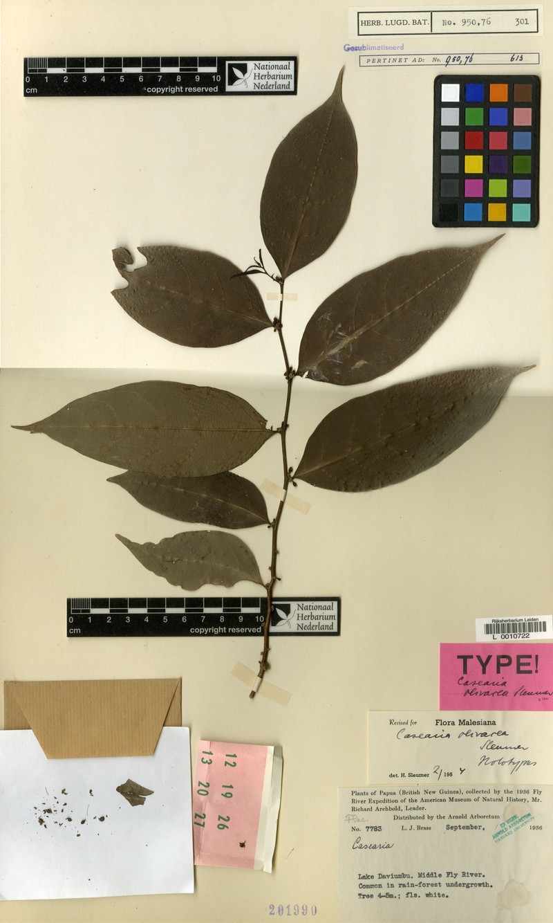 Casearia olivacea photo 2